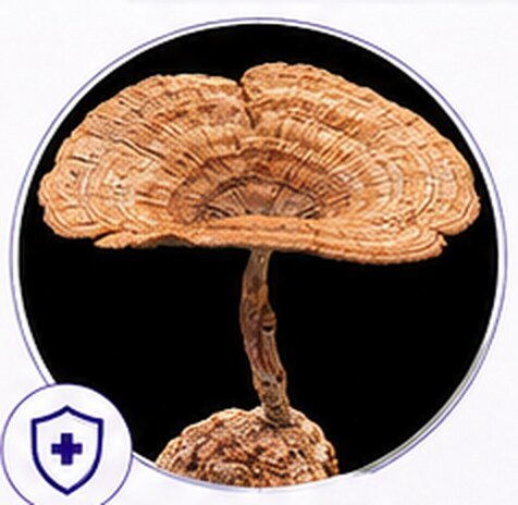 Tiger Milk Mushroom